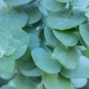 Eucalyptus: symboliseert ademhaling en zuivering.