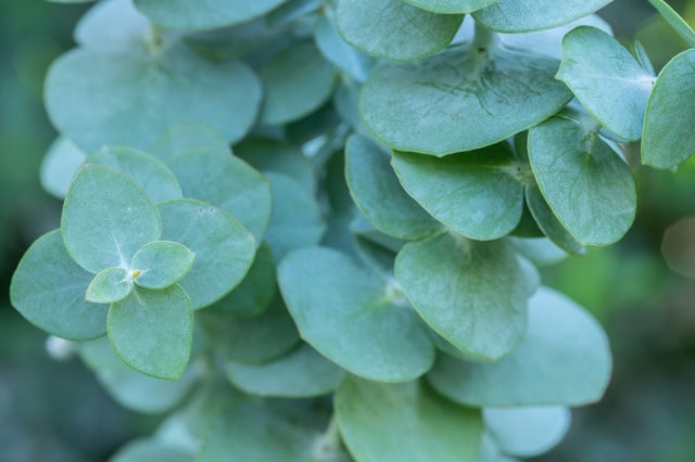 Eucalyptus: symboliseert ademhaling en zuivering.