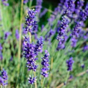 Lavendel. Dit symboliseert harmonie en emotioneel welzijn bij overbelasting