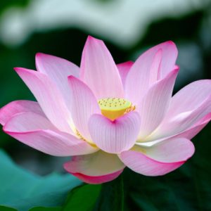 Lotus: staat voor spirituele groei en zuiverheid.
