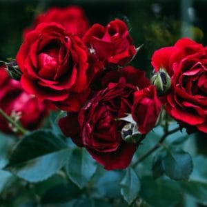 rode roos: benadrukt liefde en harmonie als basis van iedere relatie