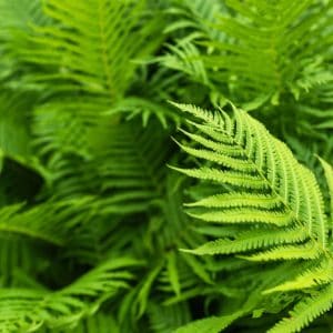 Varens passend bijgroei, loslaten, vernieuwing en innerlijke kracht.