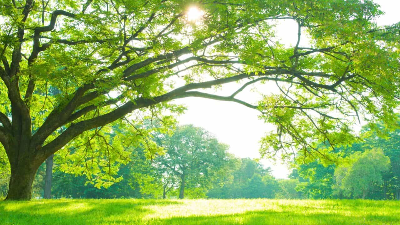 Boom als symbool voor holisme