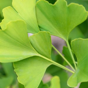 Ginkgo biloba als symbool voor Mindset coach