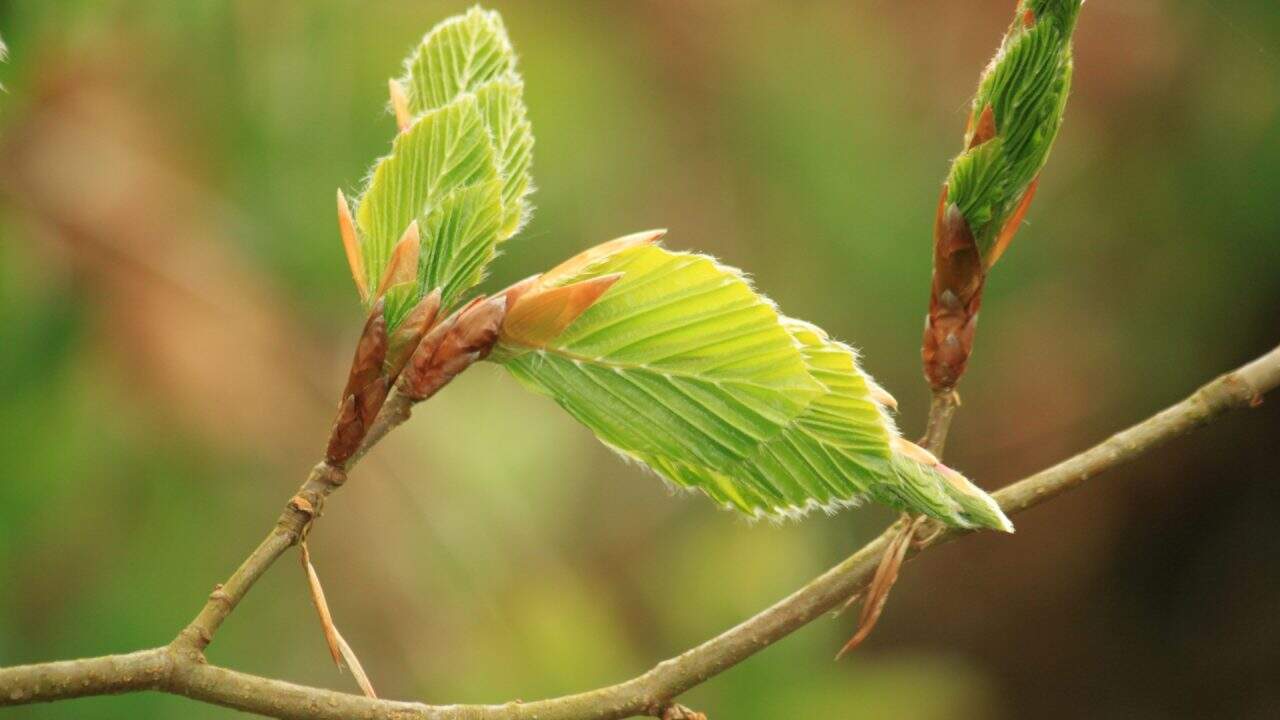 De beuk symboliseert rust, overzicht en stevige keuzes onder druk. Passend bij een Business coach.