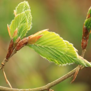 De beuk symboliseert rust, overzicht en stevige keuzes onder druk. Passend bij een Business coach.
