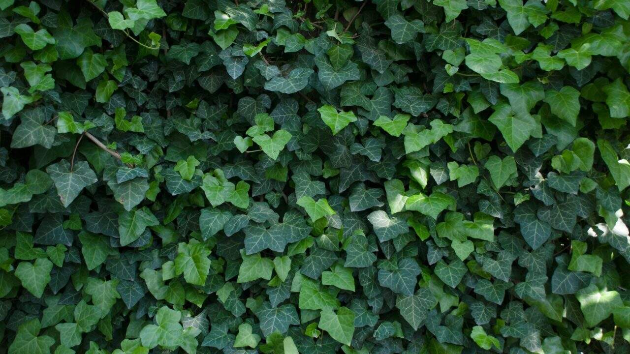 Klimop als symbool voor adhd coach