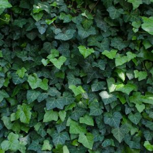 Klimop als symbool voor adhd coach